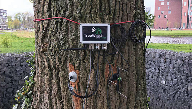 La información de la red de árboles tuiteros ayuda a tomar previsiones para una mejor reforestación 