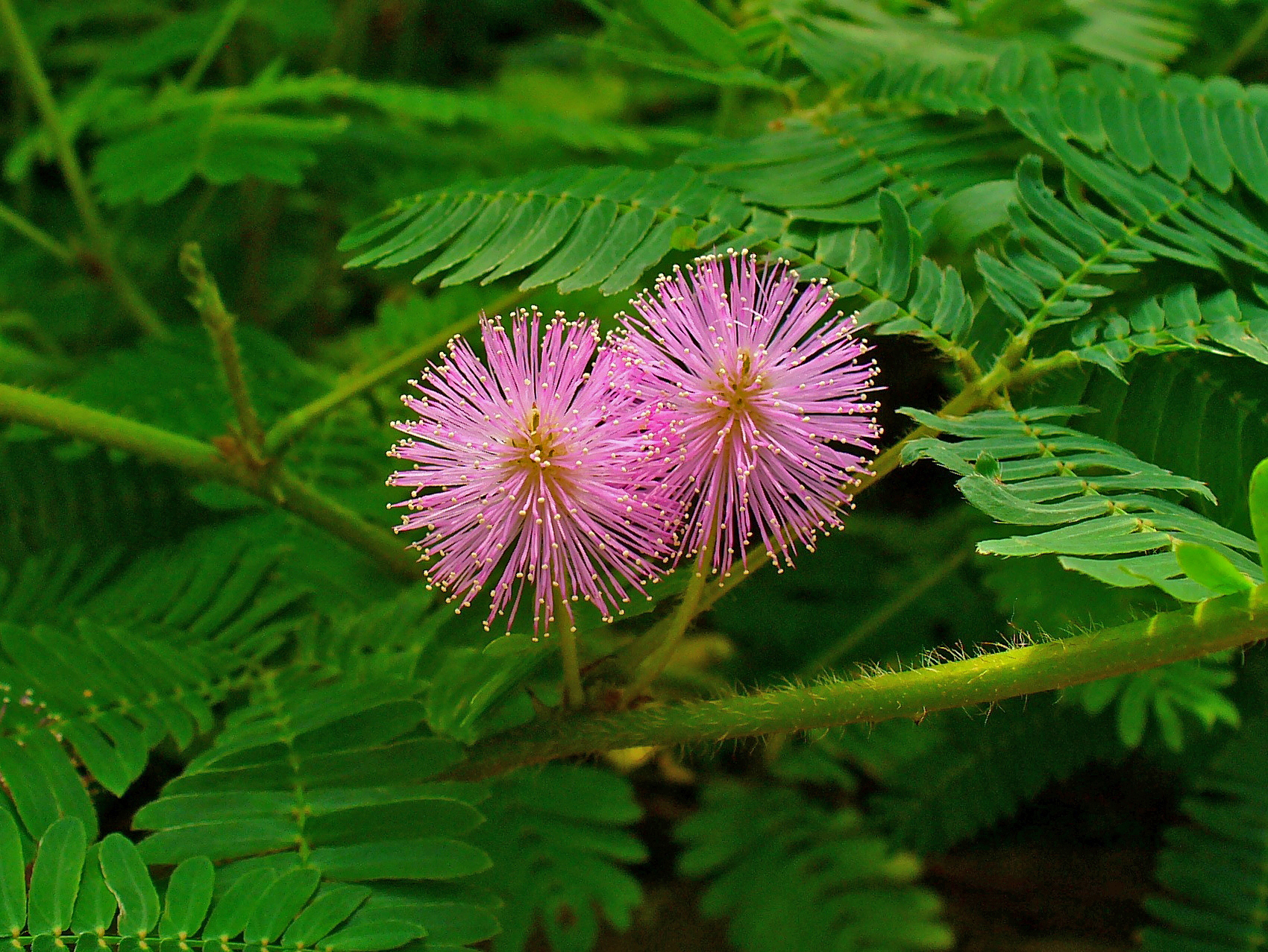 Imagen de la Mimosa Púdica. Foto: Wikimedia Commons