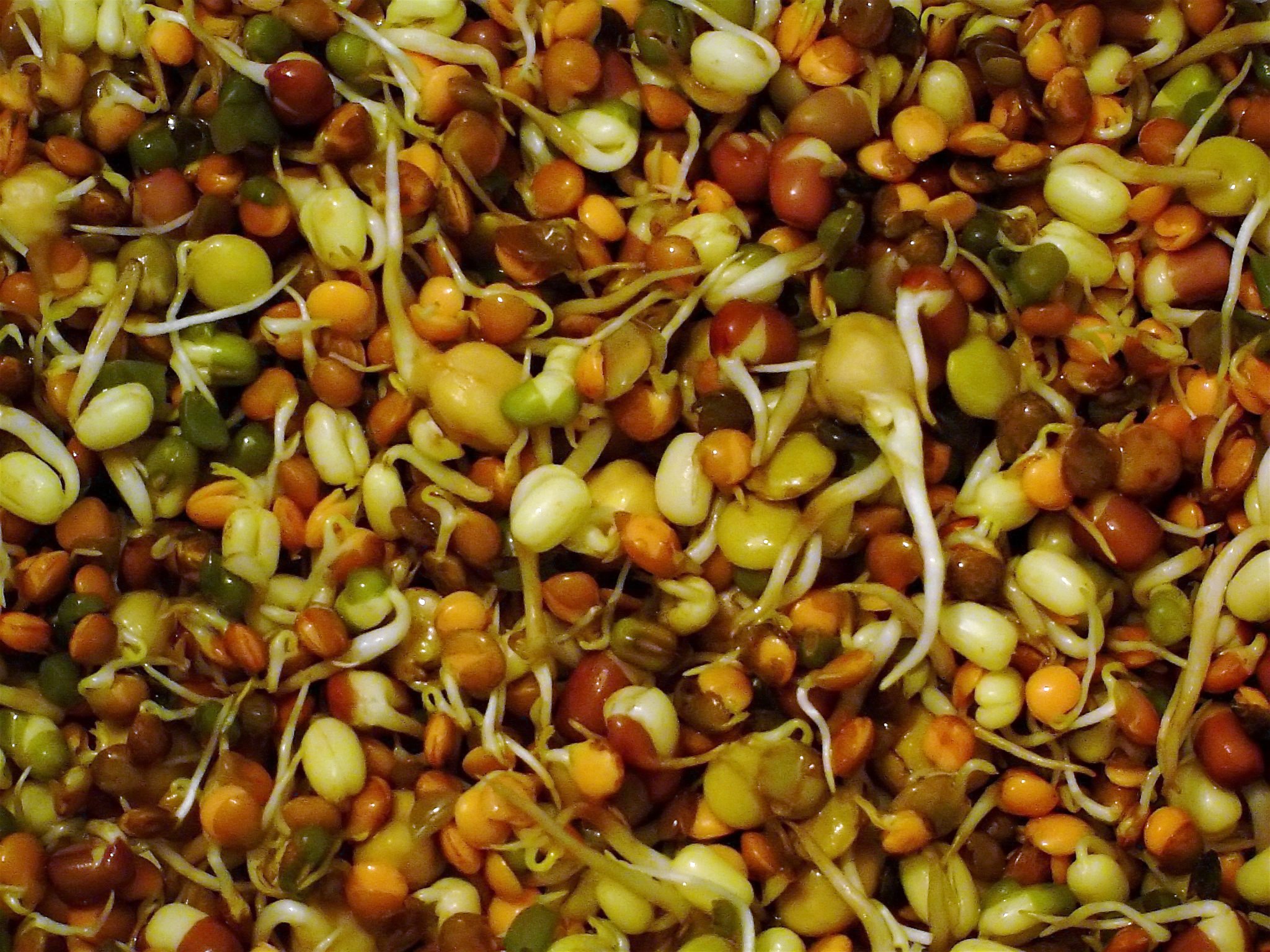 Las semillas germinadas tienen propiedades superiores a las de las secas. Foto: wikipedia.org